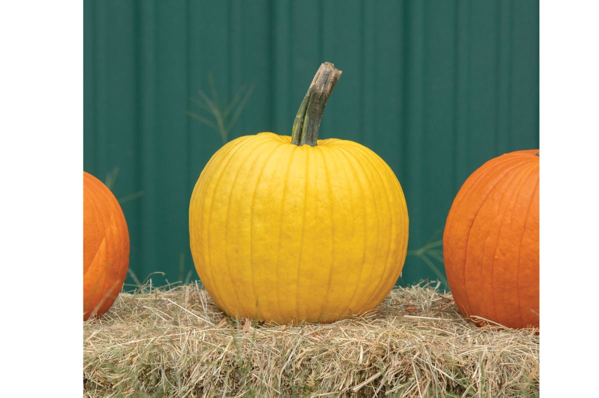 Mellow Yellow – Pumpkin Seed